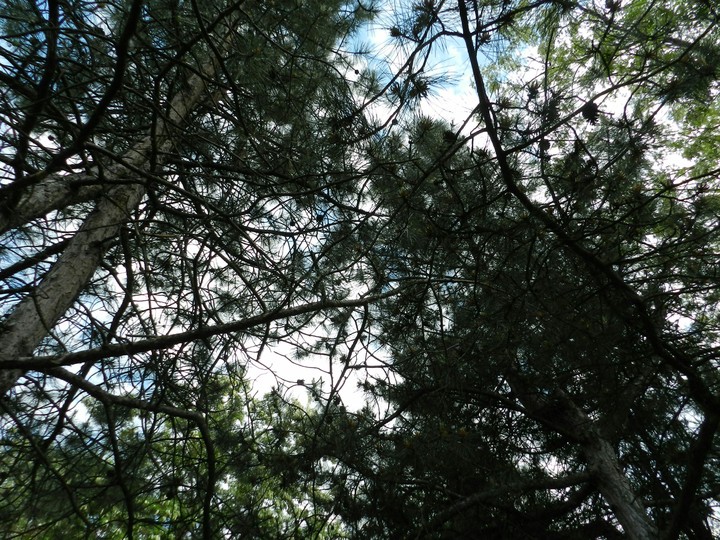 tree