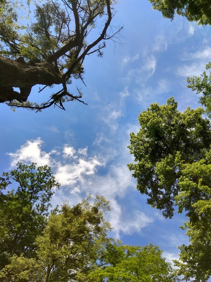 Spring blue sky