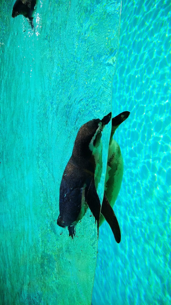 penguin