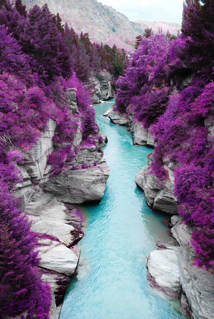 ~violet hill~