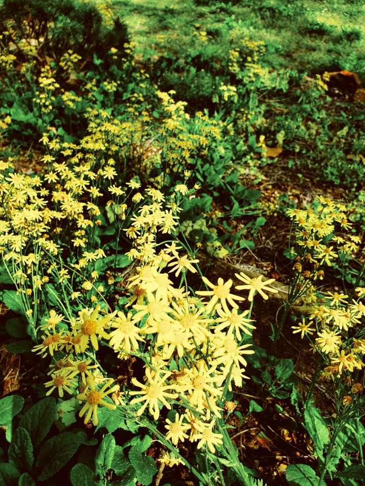 Yellow Mello
