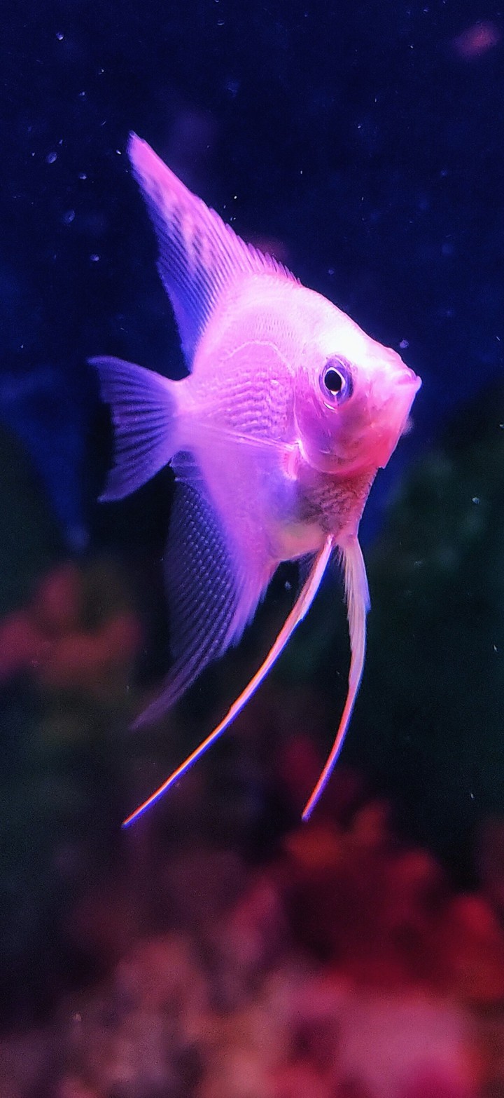 Fish