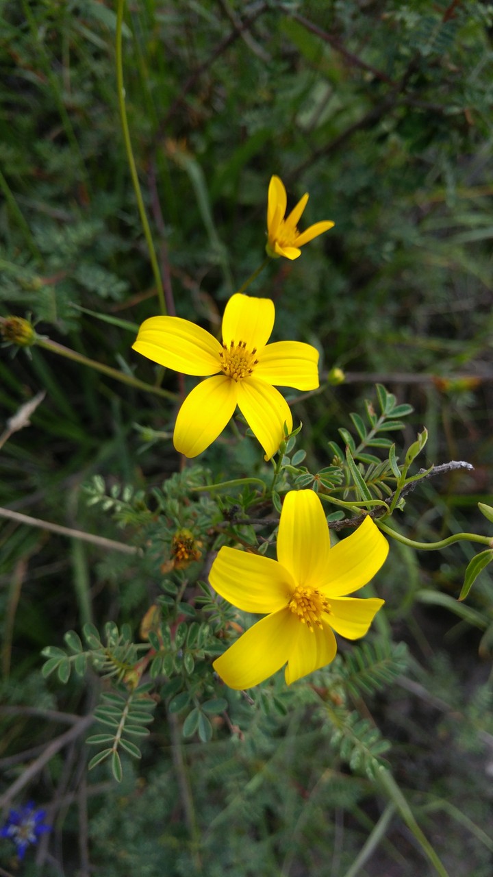 Flowers in Park in Quito, EC
