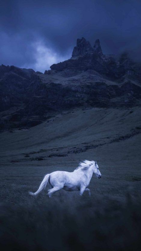 Free horse