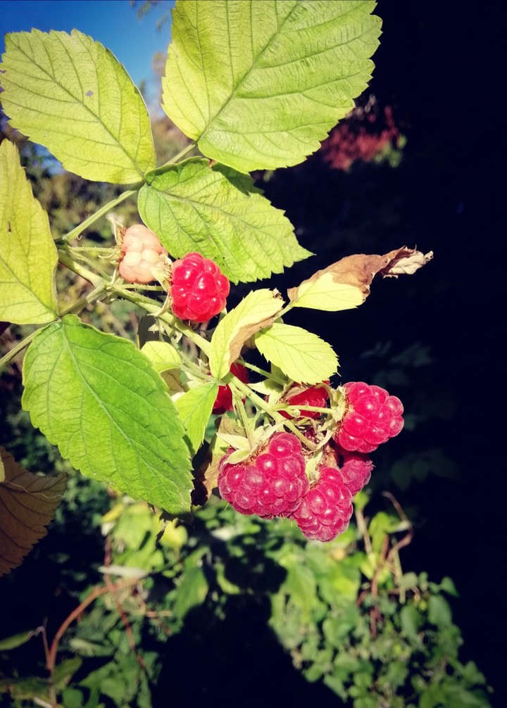 nature