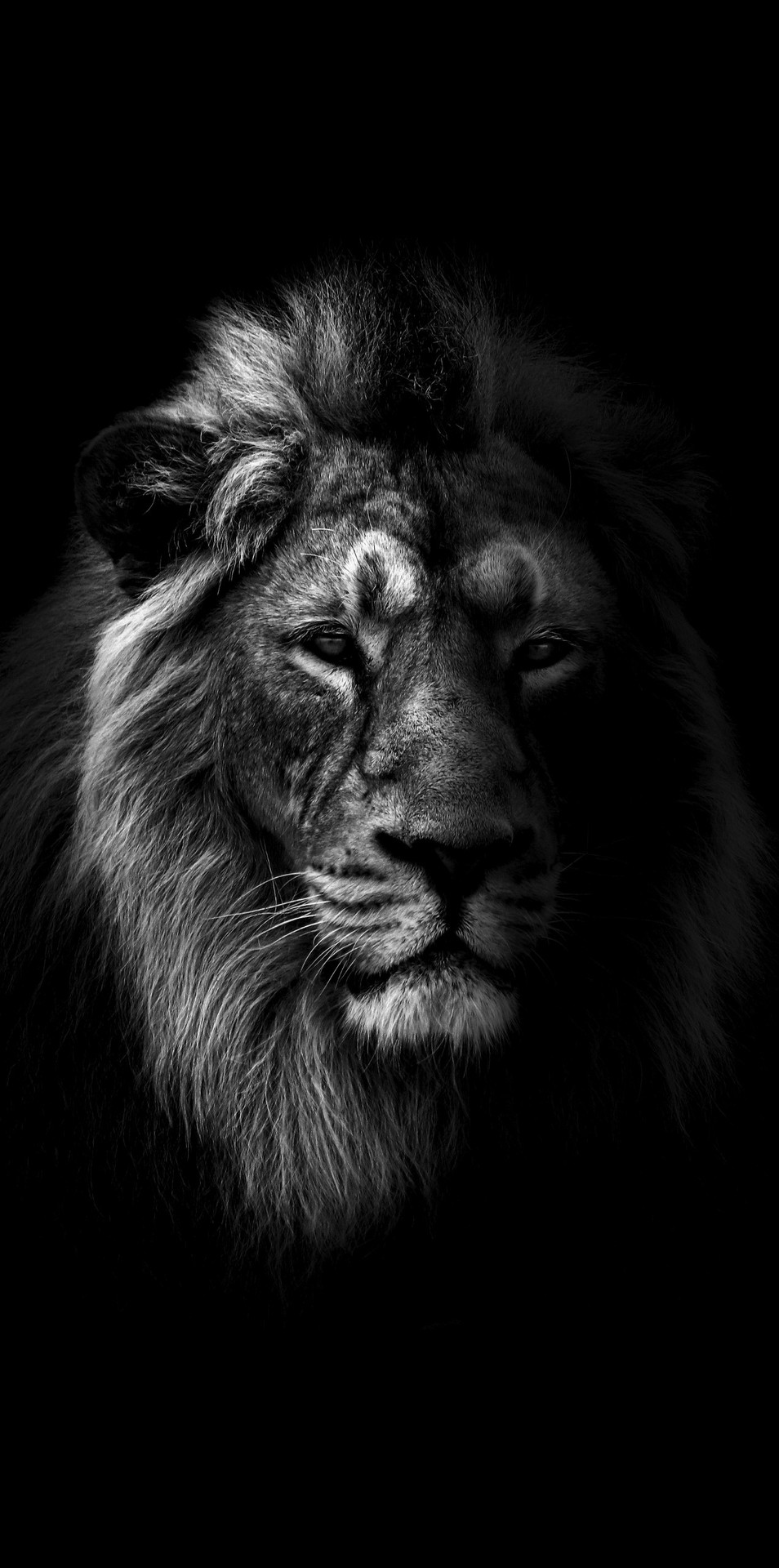 tapety darkness, panthera