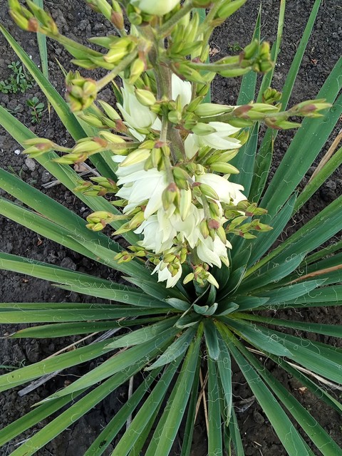 tapety amaryllidaceae, lilies