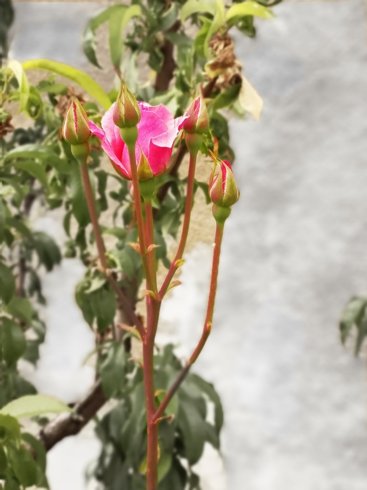 rose