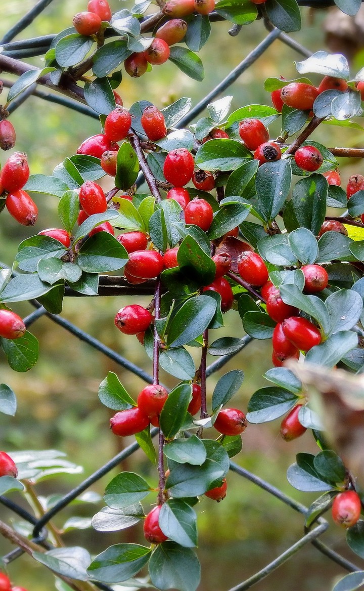 Red Natura