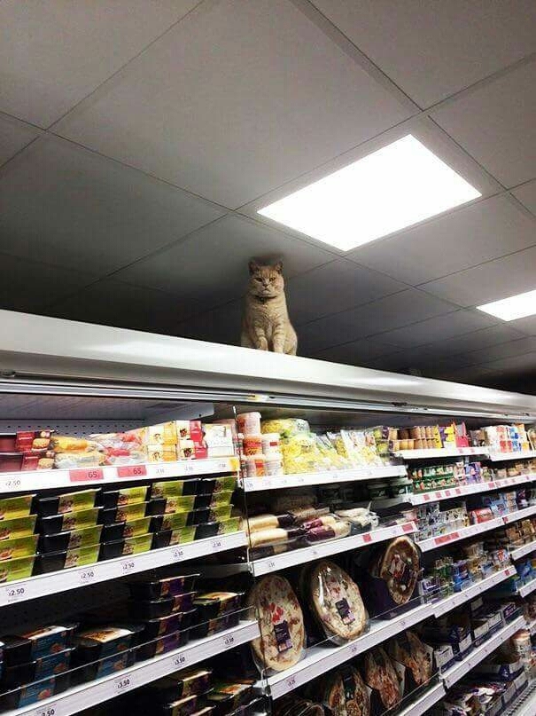 Cat