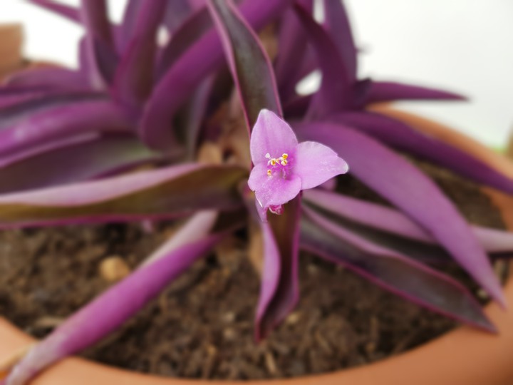 the first flower