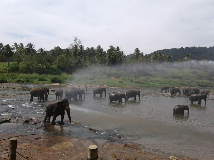 pinnawala elephant orphanage