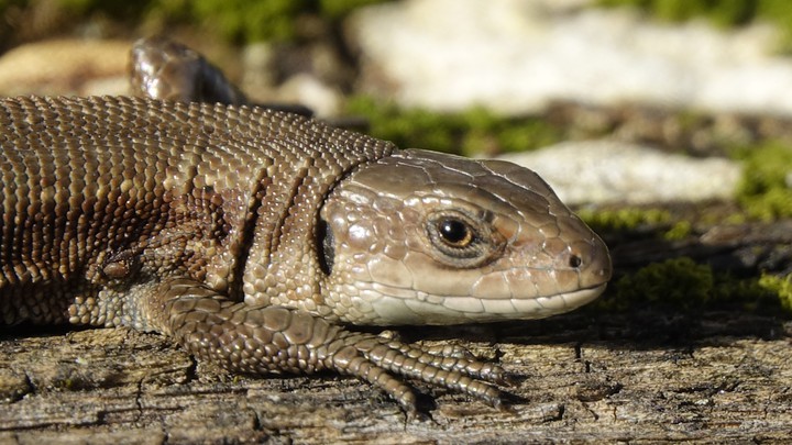 lizard