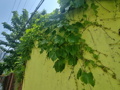 Vine, branch Hintergrundbilder