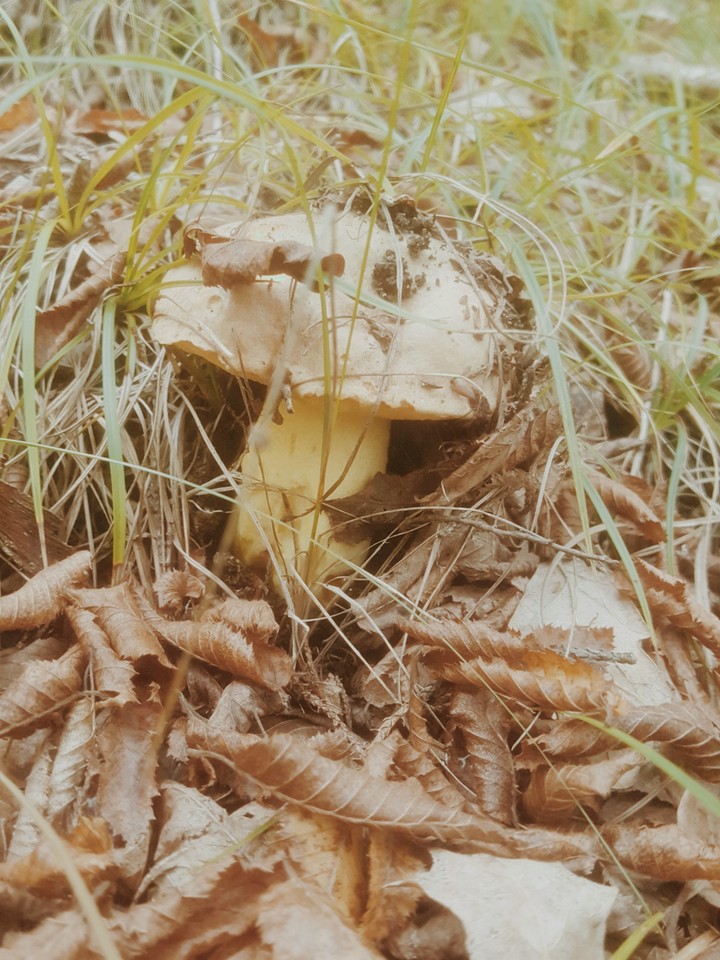 грибы
