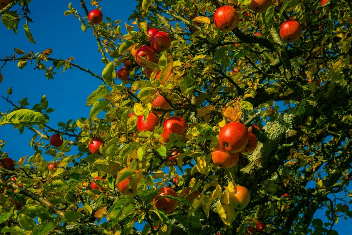 тапети produce, food