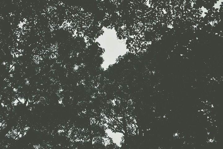 into the woods