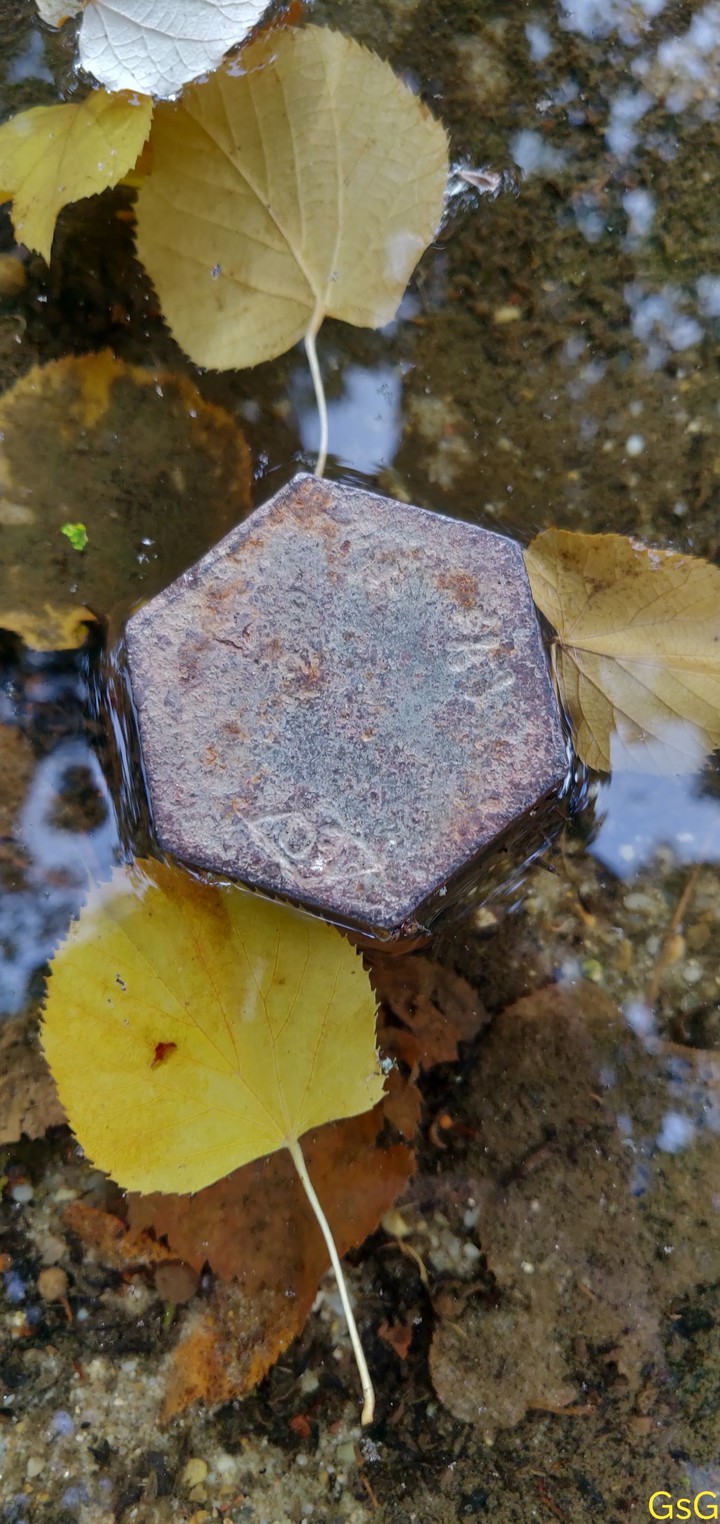 floating leaves