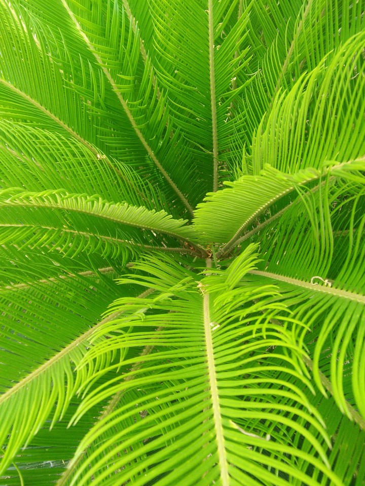 leaf