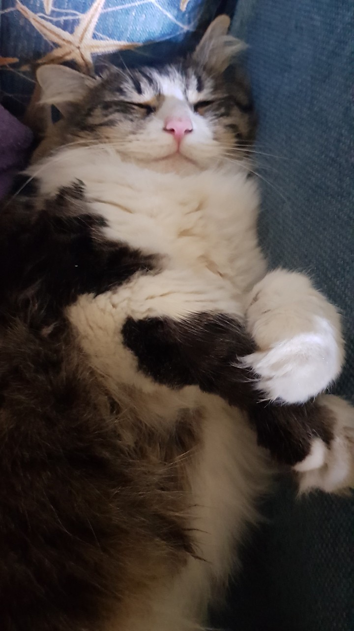sweet dreams