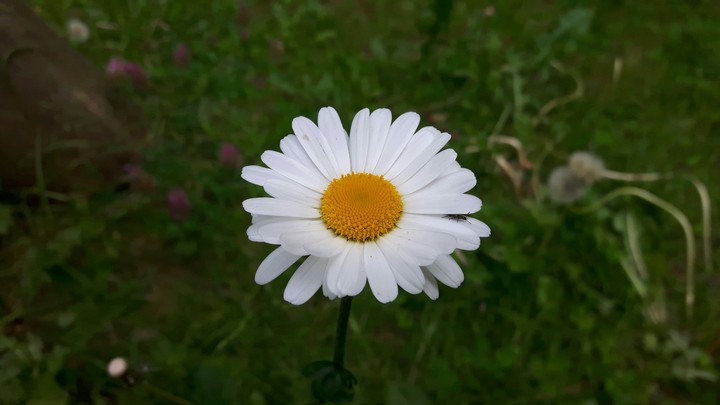 Gänseblümchen 