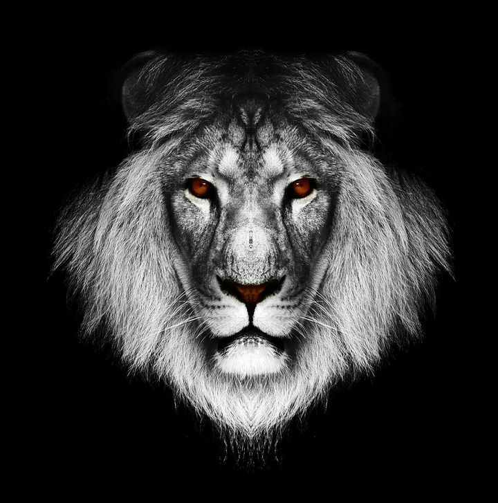 lion