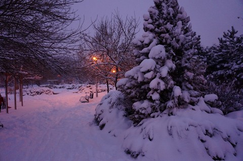 Winter landscape