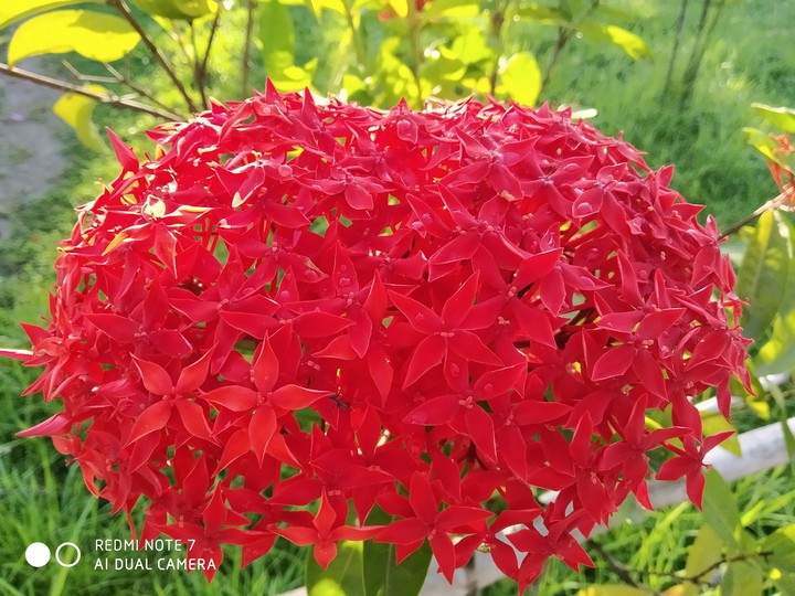 flower