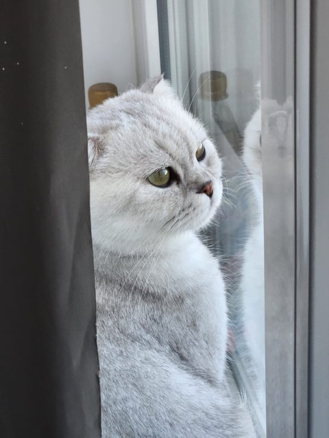 tapety felidae, window