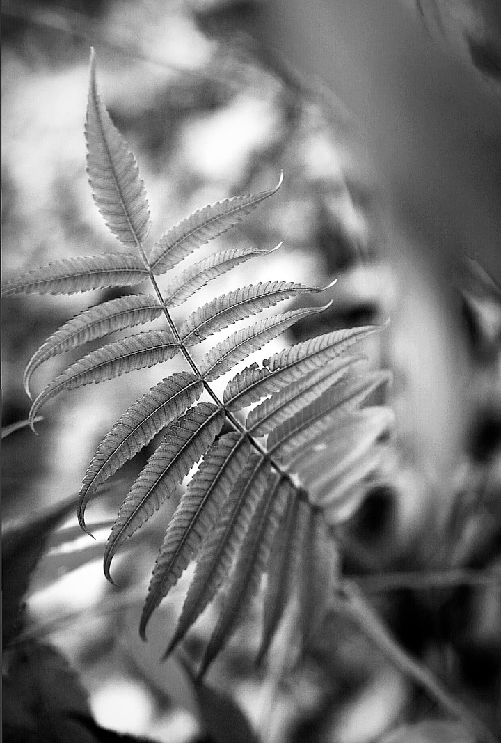 blatt für blatt