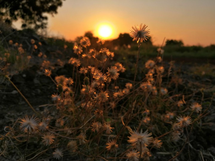 flowers