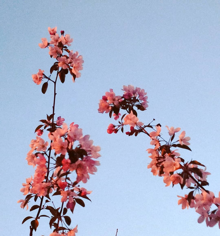 apple tree