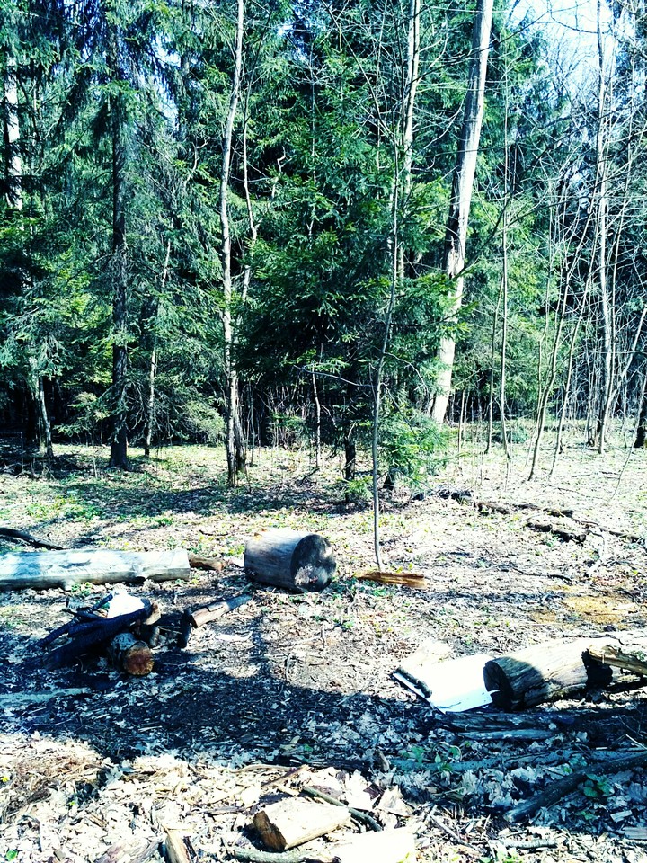 forest