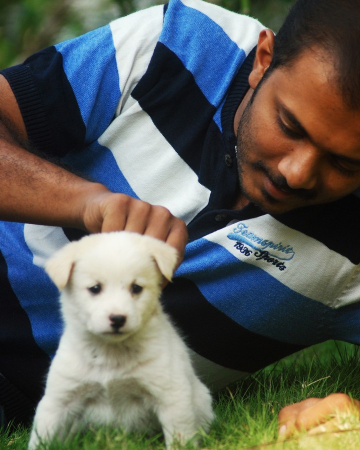 pet dog