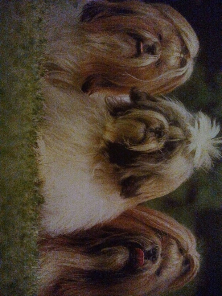 dogs