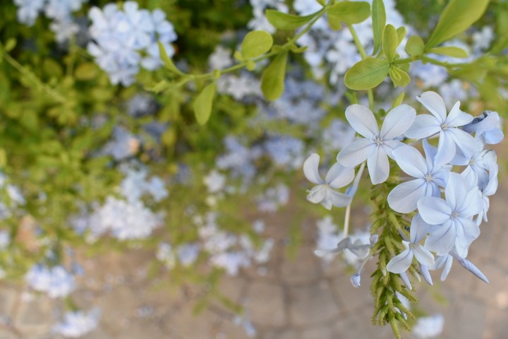 Mallorca Flowers