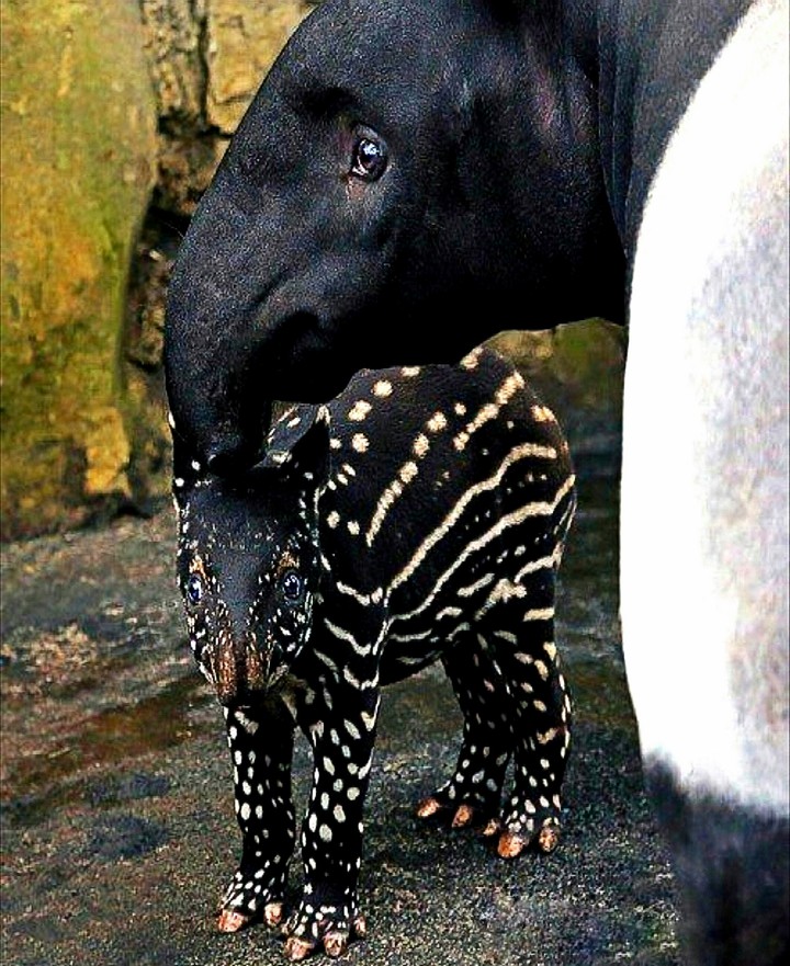 Baby Malayan Tapir with MOM
