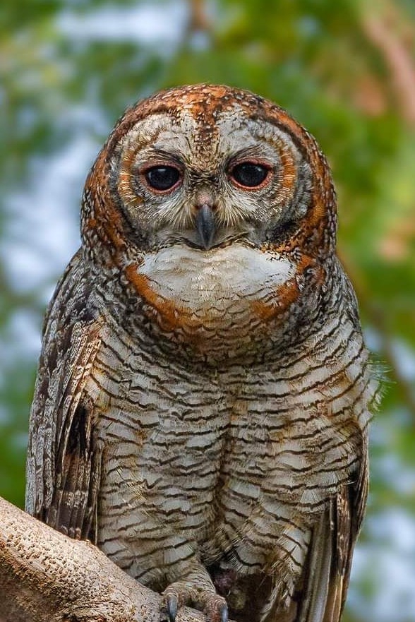 Observer