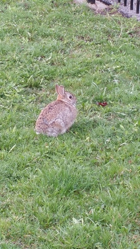 bunny