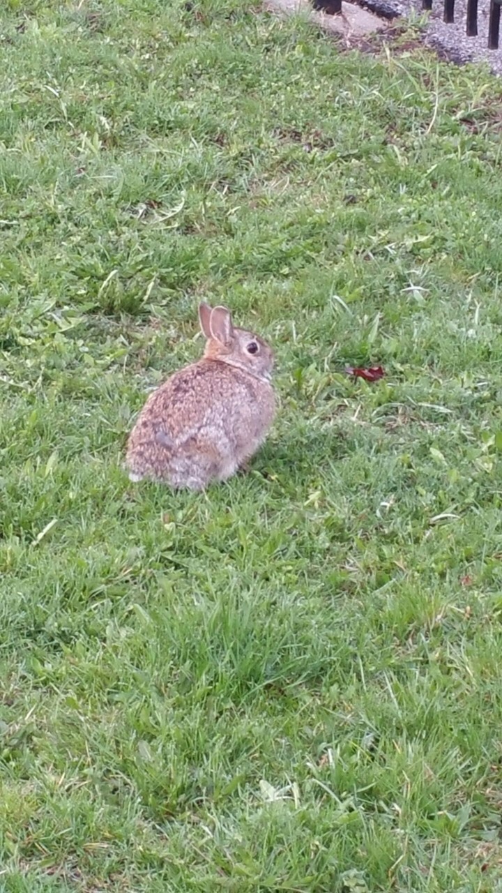 bunny