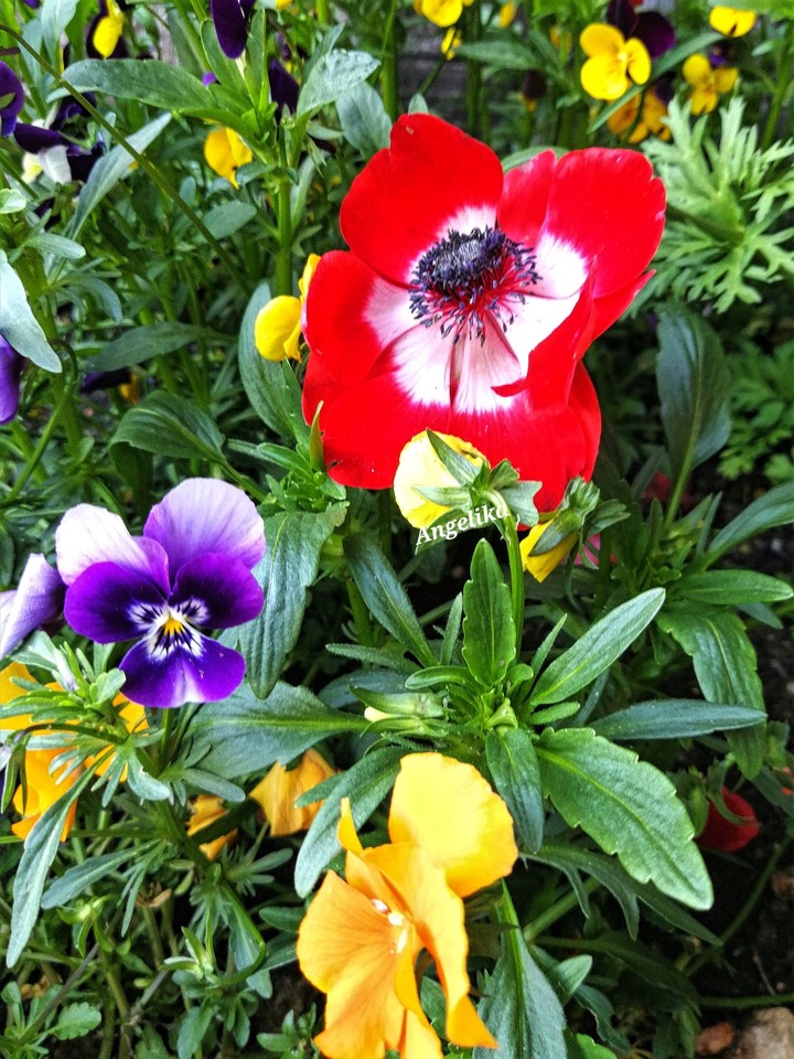 Meine Blumen in meinem Garten