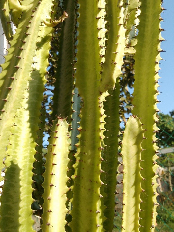Cactus