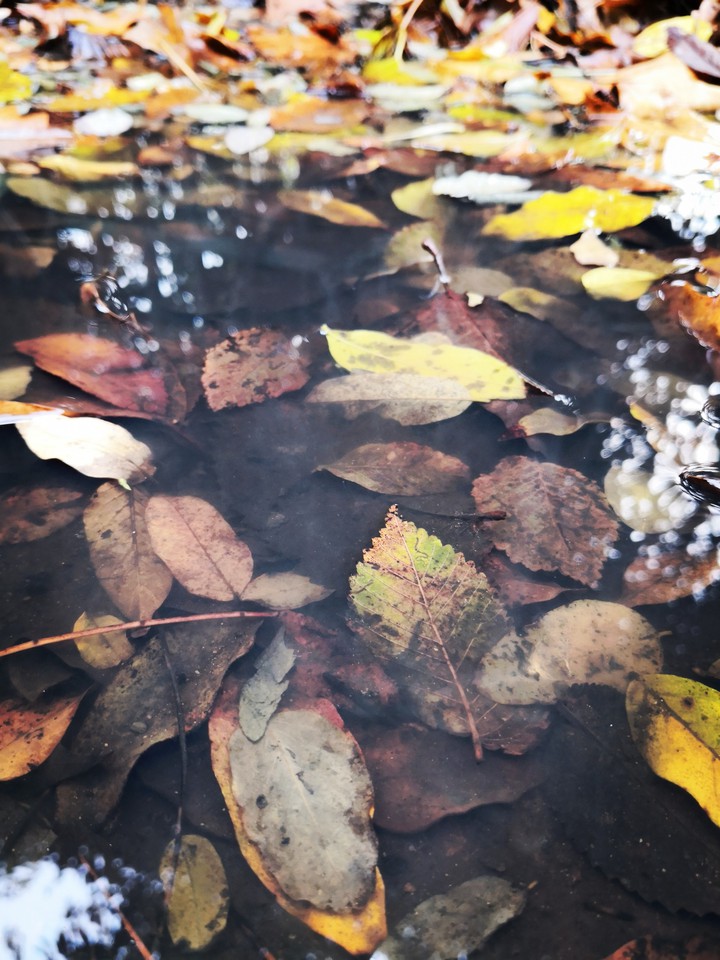 leaves