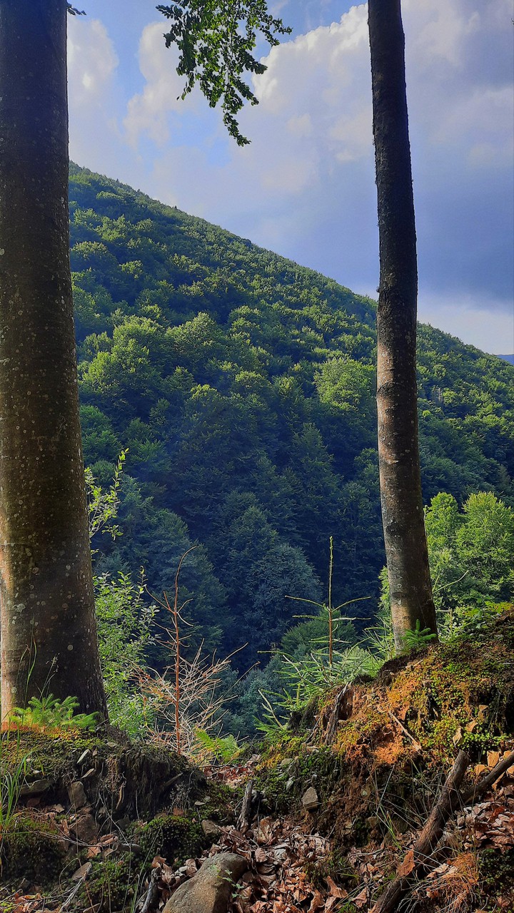 FOREST