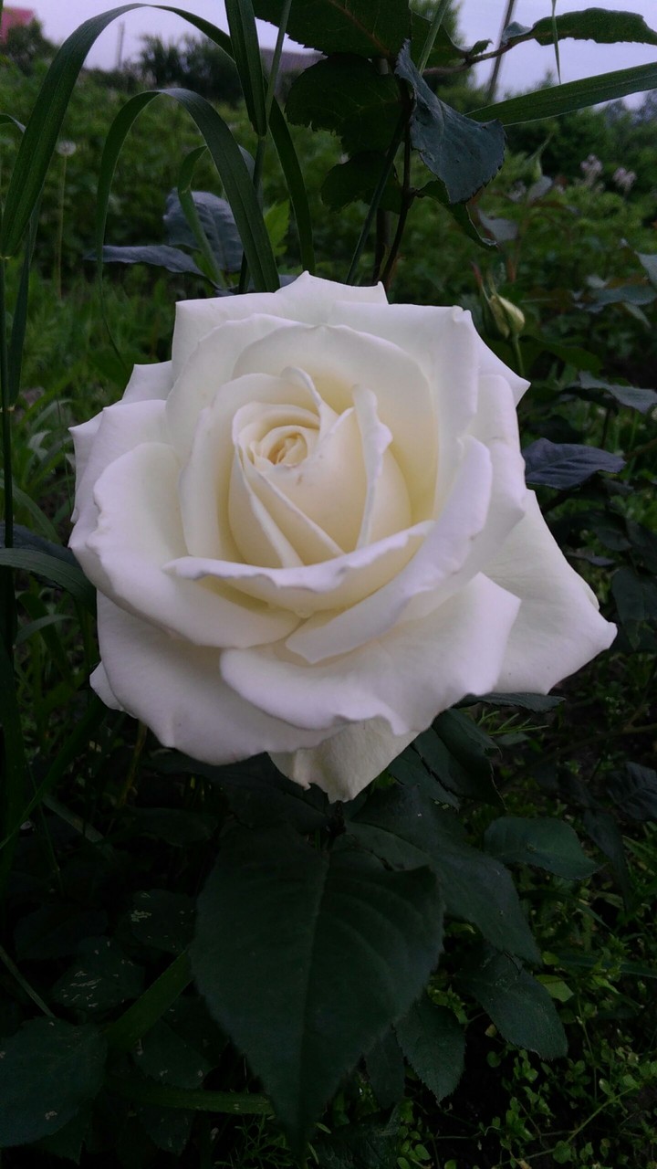 rose flower
