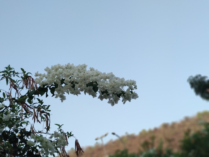 #boganvillia