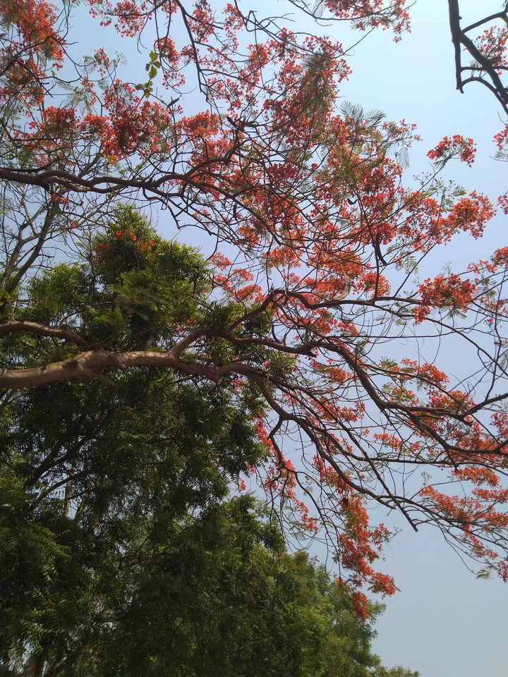 flower