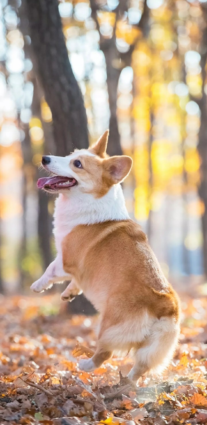 happy dog