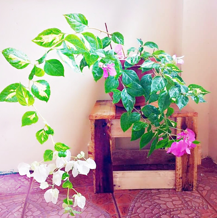 Bougainvillea