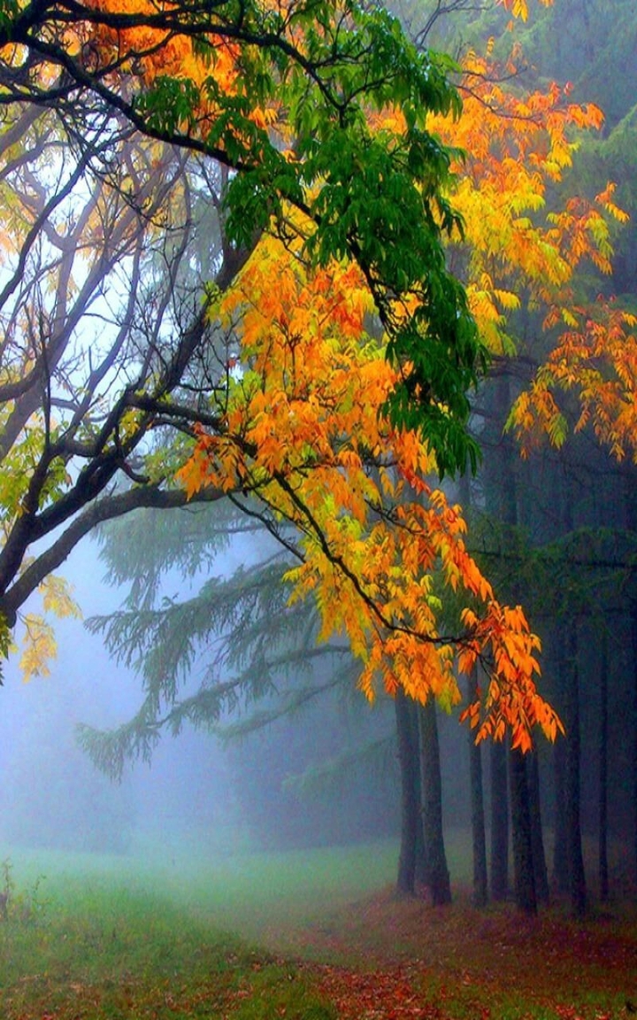 tree,autumn